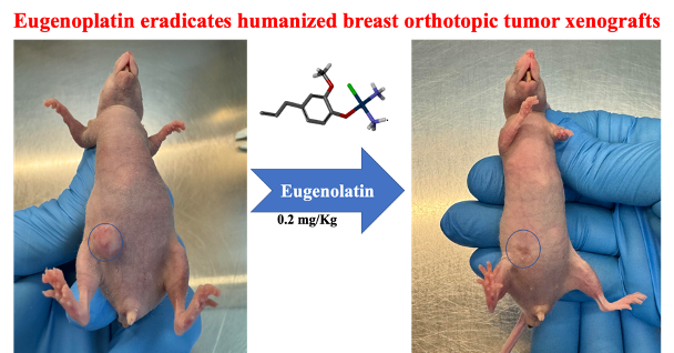 Figure01  The anti cancer potential of the newly synthesized cisplatineugenol complexed molecule eug