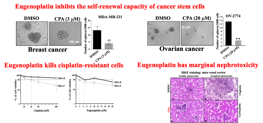 Figure02  The anti cancer potential of the newly synthesized cisplatineugenol complexed molecule eug
