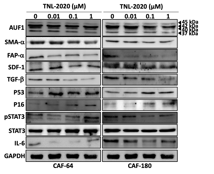 Figure02 - ANTI-AUF1 Inhibitory Molecules for Precision Therapy