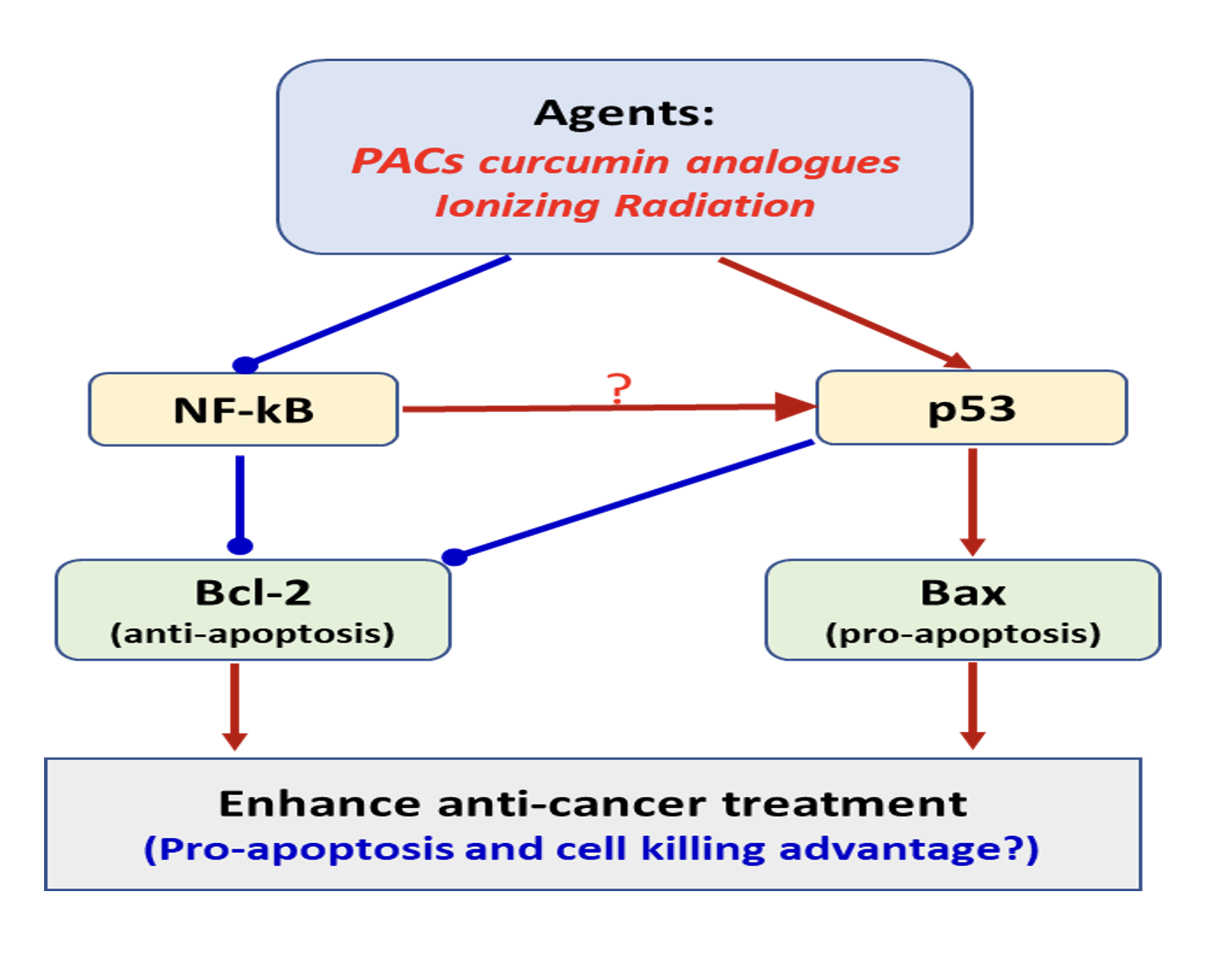 Figure01 Exploring the radiosensitizing potential of novel curcumin analogues inhibitors of NFB for