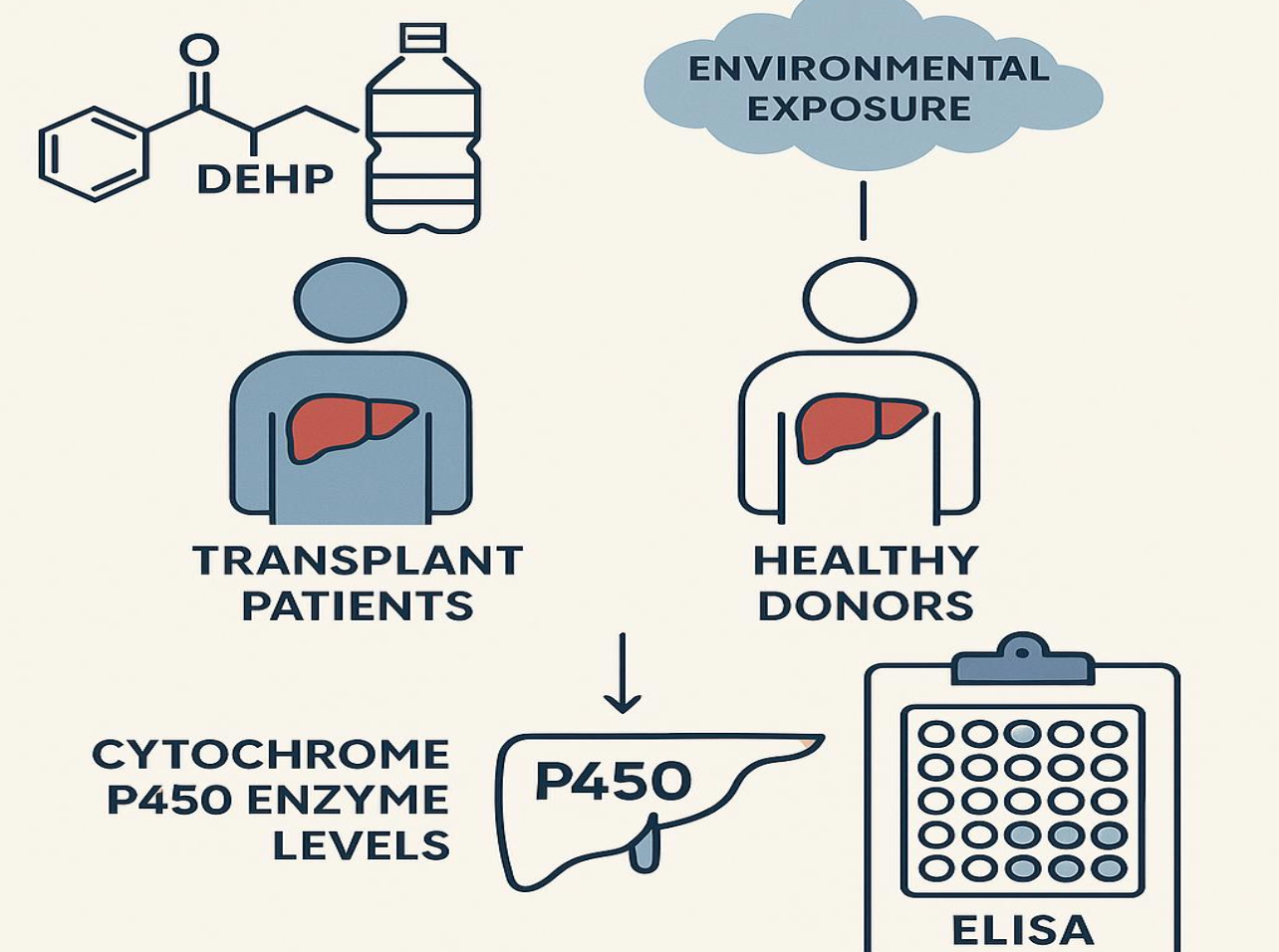 Figure01 Investigating the Effects of DEHP Exposure on Cytochrome P450 Enzyme Levels in Human Liver