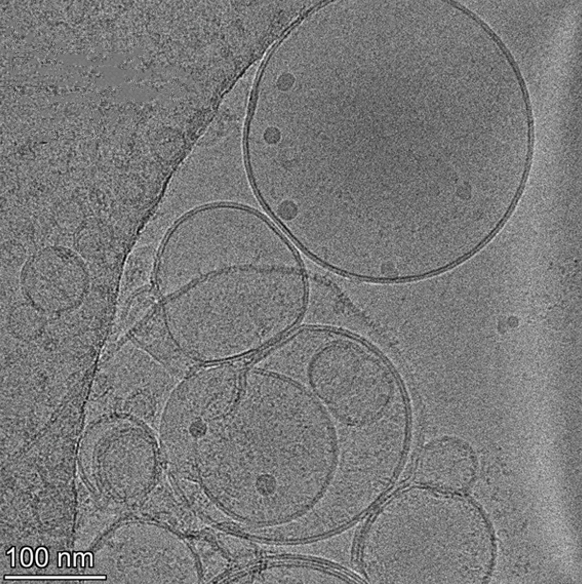 Figure02 Exploring the Female Reprotoxic Effects of Selected Immunosuppressants and Strategies for A