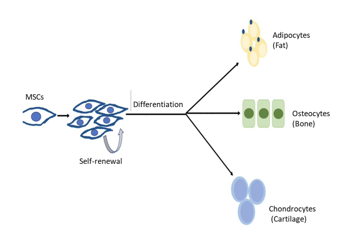 mo-figure01-fascin in mesenchymal stem cell function