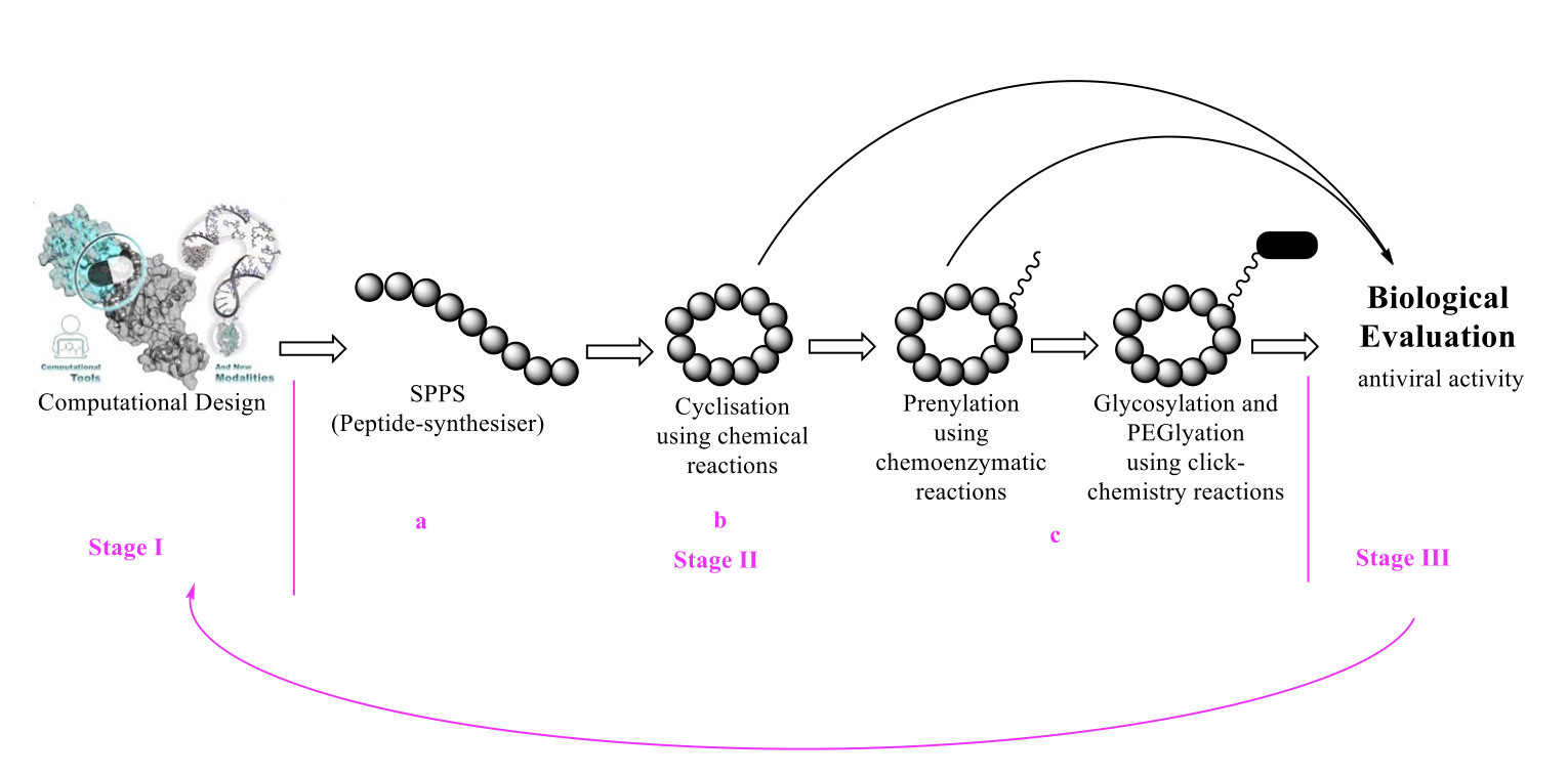 Figure01 Design and synthesis of cyclic peptides targeting the sialic acid binding site of SARSCoV2