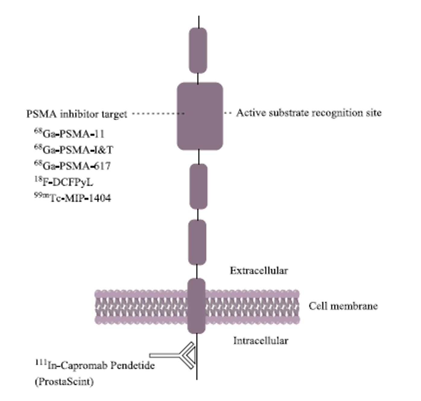 Figure01 Development of theranostic PET radiopharmaceuticals
