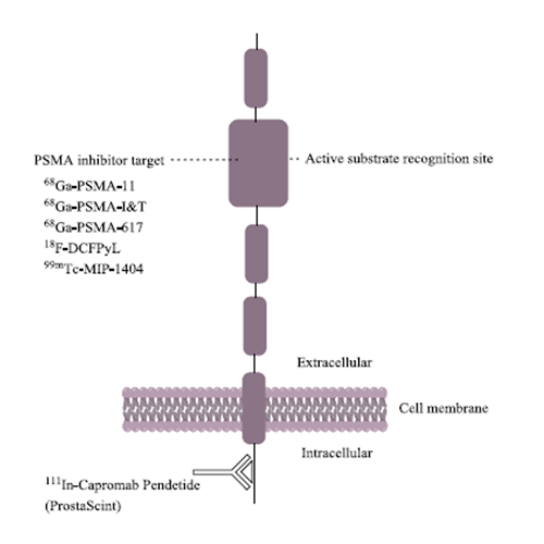 Psma Review PSMA Theranostics