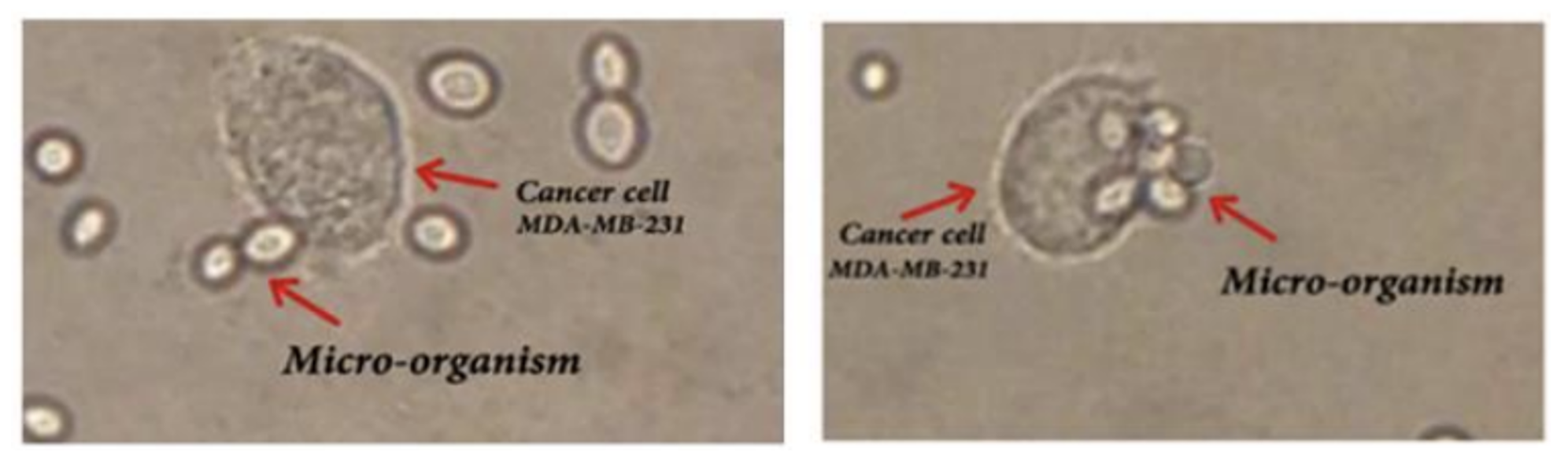 Figure01 Extraction of bioactive proteins and peptides from microorganisms