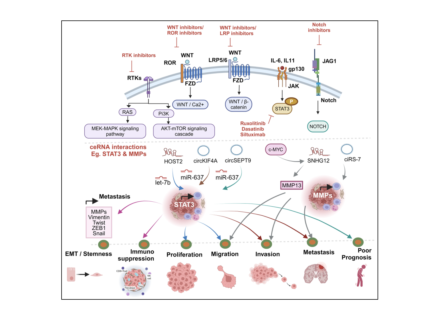 Figure01 Innovative Targeting of ceRNAs Networks to Develop Clinical Strategies and Therapeutic Targ