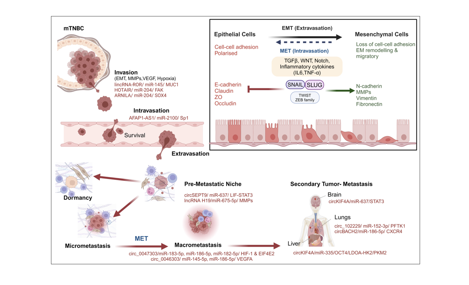Figure02 Innovative Targeting of ceRNAs Networks to Develop Clinical Strategies and Therapeutic Targ